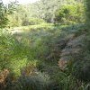 Abandoned farm clearings, Marramarra Creek